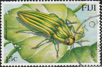 [Beetles, tegund AEK]