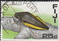 [Fijian Insects, Scrivi RF]