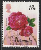 [Old Garden Roses, type PO]