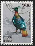 [Indian Birds, tip QH]