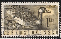 [Water Birds, type ZC]