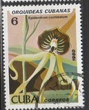 [Orchids, tip DAU]