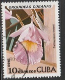 [Orchids, tip DAV]