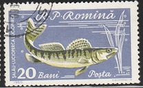 [Fish, tip BTQ]