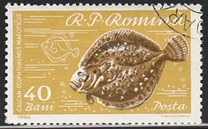 [Fish, tip BTR]