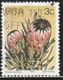 [Flora - Protea Plants, type PI]