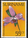 [Surinam Orchids, loại AHQ]