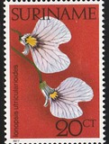 [Surinam Orchids, loại AHN]