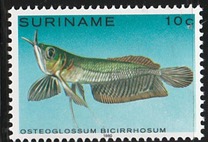 [Tropical Fish, type ANN]