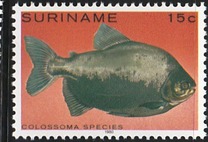 [Tropical Fish, type ANO]