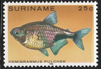 [Tropical Fish, type ANP]