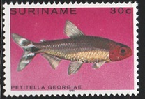[Tropical Fish, type ANQ]