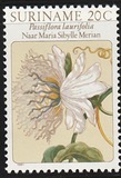 [Flower Drawings by Maria Sibylle Merian, Tipe AOG]