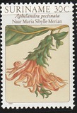 [Flower Drawings by Maria Sibylle Merian, Tipe AOH]