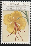 [Flower Drawings by Maria Sibylle Merian, Tipe AOI]