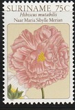 [Flower Drawings by Maria Sibylle Merian, Tipe AOJ]