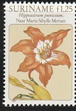 [Flower Drawings by Maria Sibylle Merian, Tipe AOK]
