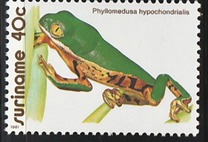 [Frogs, type AOZ]