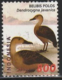 [Birds - Ducks, Tip BYJ]