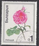 [Roses, tegund BPX]