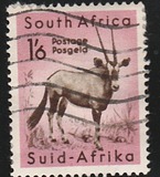 [Local Animals, tipas GS]