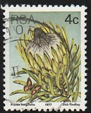 [Flora - Protea Plants, type PJ]