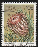 [Flora - Protea Plants, type PP]