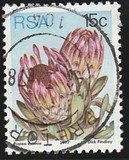 [Flora - Protea Plants, type PQ]