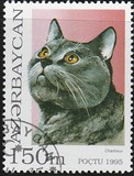 [Cats, type GO]
