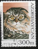 [Cats, type GQ]
