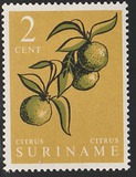 [Local Produce, Tipe SV]