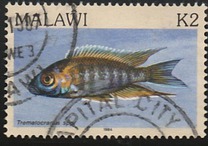 [Fish, type MS]
