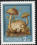 [Protected Poisonous Mushrooms, típus CHW]