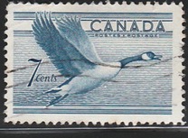 [Birds - Canada Goose, tip GD]