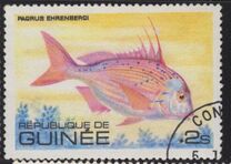 [Fish, Tip UX]