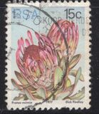 [Flora - Protea Plants, type PQ]