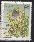 [Flora - Protea Plants, type PJ]