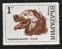 [Dogs, tip BQT]
