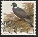 [Bird Game, 유형 BGY]