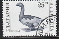 [Domestic Animals, Tipo ELY]
