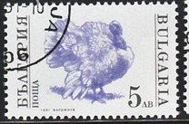 [Domestic Animals, type EKK]