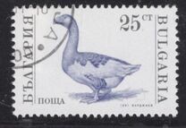 [Domestic Animals, type ELY]