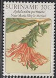 [Flower Drawings by Maria Sibylle Merian, type AOH]