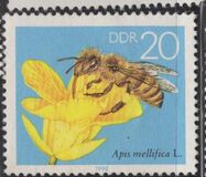 [Honey Bees, Tipe DFR]