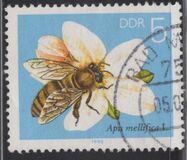 [Honey Bees, type DFT]