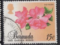 [Old Garden Roses, type OP]