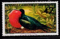 [Great Frigatebirds, type LA]