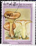 [Fungi, type ARG]