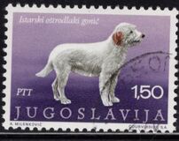 [Dog Breeds, type BDP]