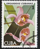 [Orchids, type DAS]